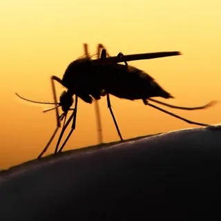 Close-up silhouette of mosquito biting human skin at sunset